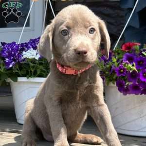 Bella, Silver Labrador Retriever Puppy